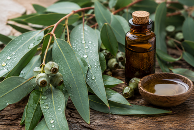 🍃 Eucalyptus